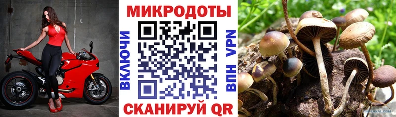наркотики  Беломорск  Галлюциногенные грибы Psilocybine cubensis 